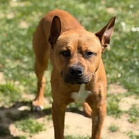 Michel CAA15107, chien à adopter