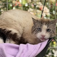 milou CAB5379, chat à adopter