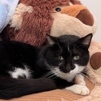 pulco Cab5341, chat à adopter