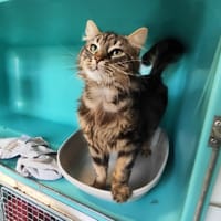 TAIRO, chat à adopter