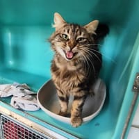 TAIRO, chat à adopter