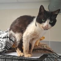 FALLON, chatte à adopter