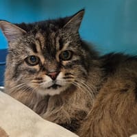 EZIA QCT, chatte à adopter