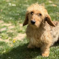 Tania CAA15106, chienne à adopter