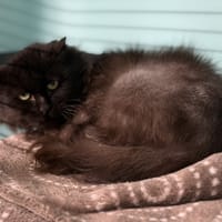 Méléa CAB4942, chatte à adopter