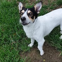 SPIDERMAN, chien à adopter