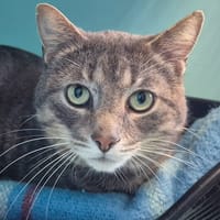 TURNER QCT, chat à adopter