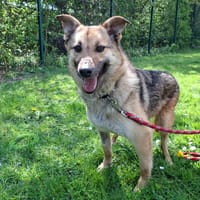 LYRA, chienne à adopter