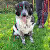 HESTIA, chienne à adopter