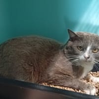 Dusty, chat à adopter
