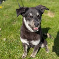 Quapy, chien à adopter