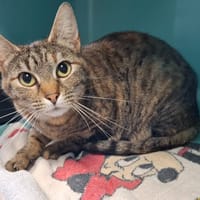 TAGADA, chatte à adopter