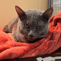 CARLOS A17375, chat à adopter