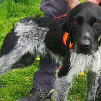 DEXTER OAA19976, chien à adopter