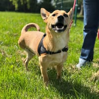 TAIKO OAA19983, chien à adopter