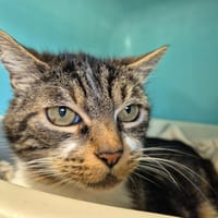 SHOOTEUR QCT, chat à adopter