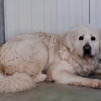 SCOTT, chien à adopter