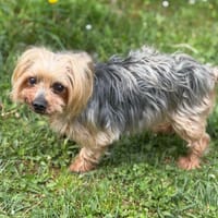 Roméo CAA15097, chien à adopter