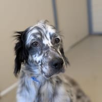 ELSO, chien à adopter