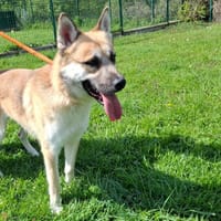 CARAMEL, chien à adopter