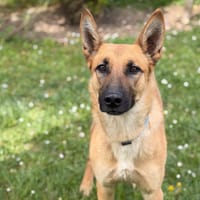 Maëlle CAA15101, chienne à adopter