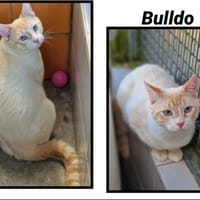 BULLDO (Réservé), chat à adopter
