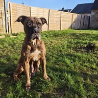 HENERA, chienne à adopter