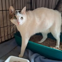 PEPERE, chat à adopter