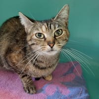 HARIBO, chatte à adopter