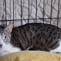 NINI, chatte à adopter