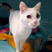 PITCH, chatte à adopter