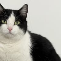 Violette CAB5426, chatte à adopter