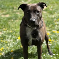 Maze CAA15105, chienne à adopter