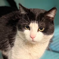 Gaston CAB5331, chat à adopter