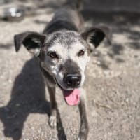 BHAYA, chienne à adopter