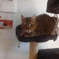 TIPENTI, chat à adopter