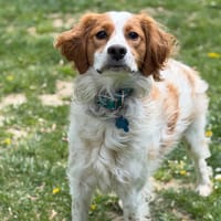 Django CAA15103, chien à adopter