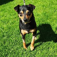 Noris CAA15102, chien à adopter