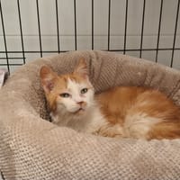 MAMIQUETTE, chatte à adopter