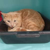 Doré, chat à adopter