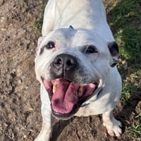 Oxmo, chien à adopter