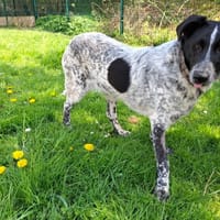 HERMES, chien à adopter