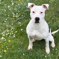 Pipper CAA15099, chienne à adopter