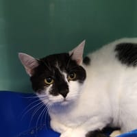 Freeway, chatte à adopter