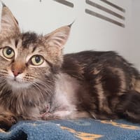 TRIXIE, chatte à adopter
