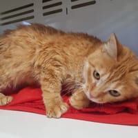 RONRON, chat à adopter
