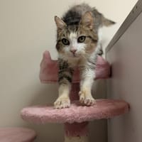 DEVIL, chat à adopter