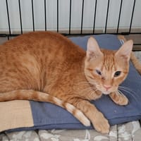 VAGA, chatte à adopter