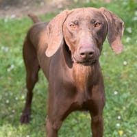 Tom CAA15100, chien à adopter