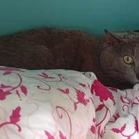 Dexter, chat à adopter